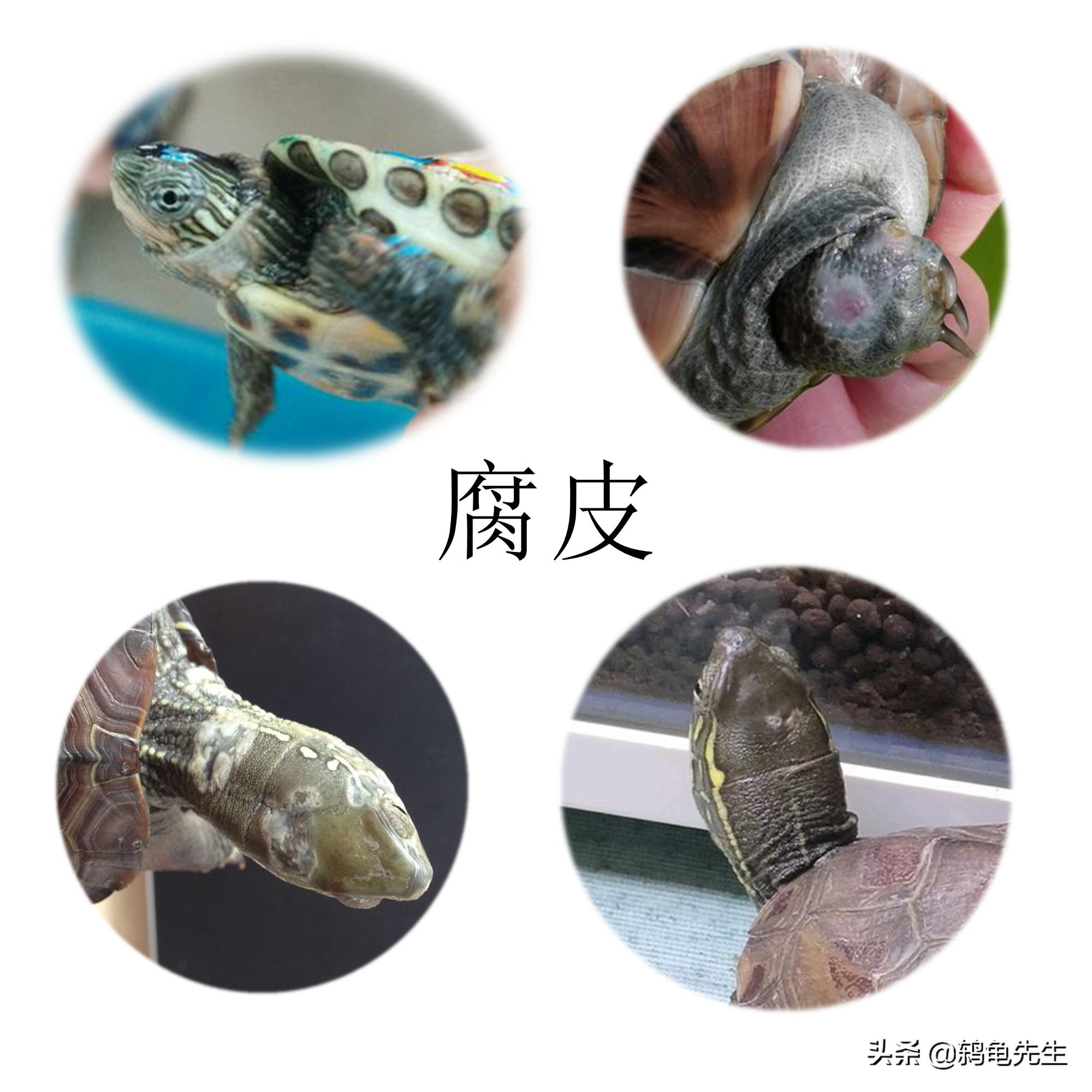 巴西龟腐甲病，预防与治疗指南