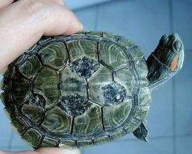 巴西龟腐皮病的治疗与预防，全面指南