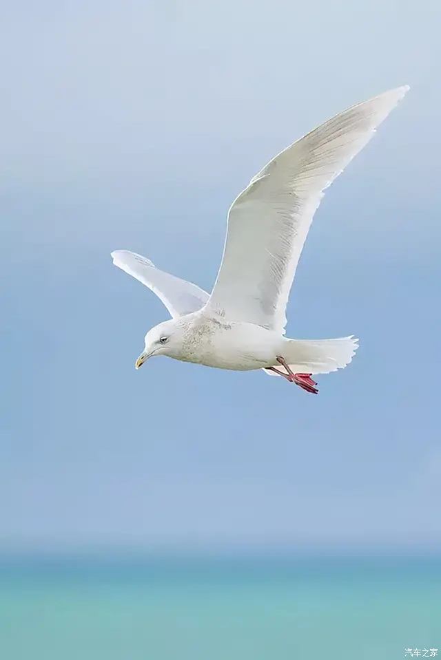海鸥的拼音与自然之歌，海天间的自由旋律